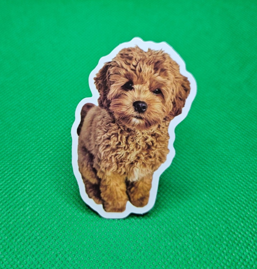 Cockapoo Dog Sticker