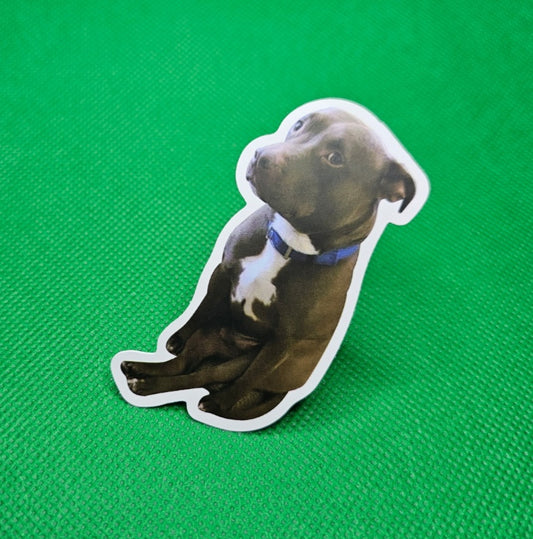 Pitbull Dog Sticker